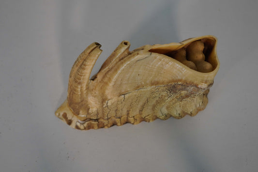 Authentic Woolly Mammoth Molar Tooth with Natural Cavity - Unique Fossil Specimen