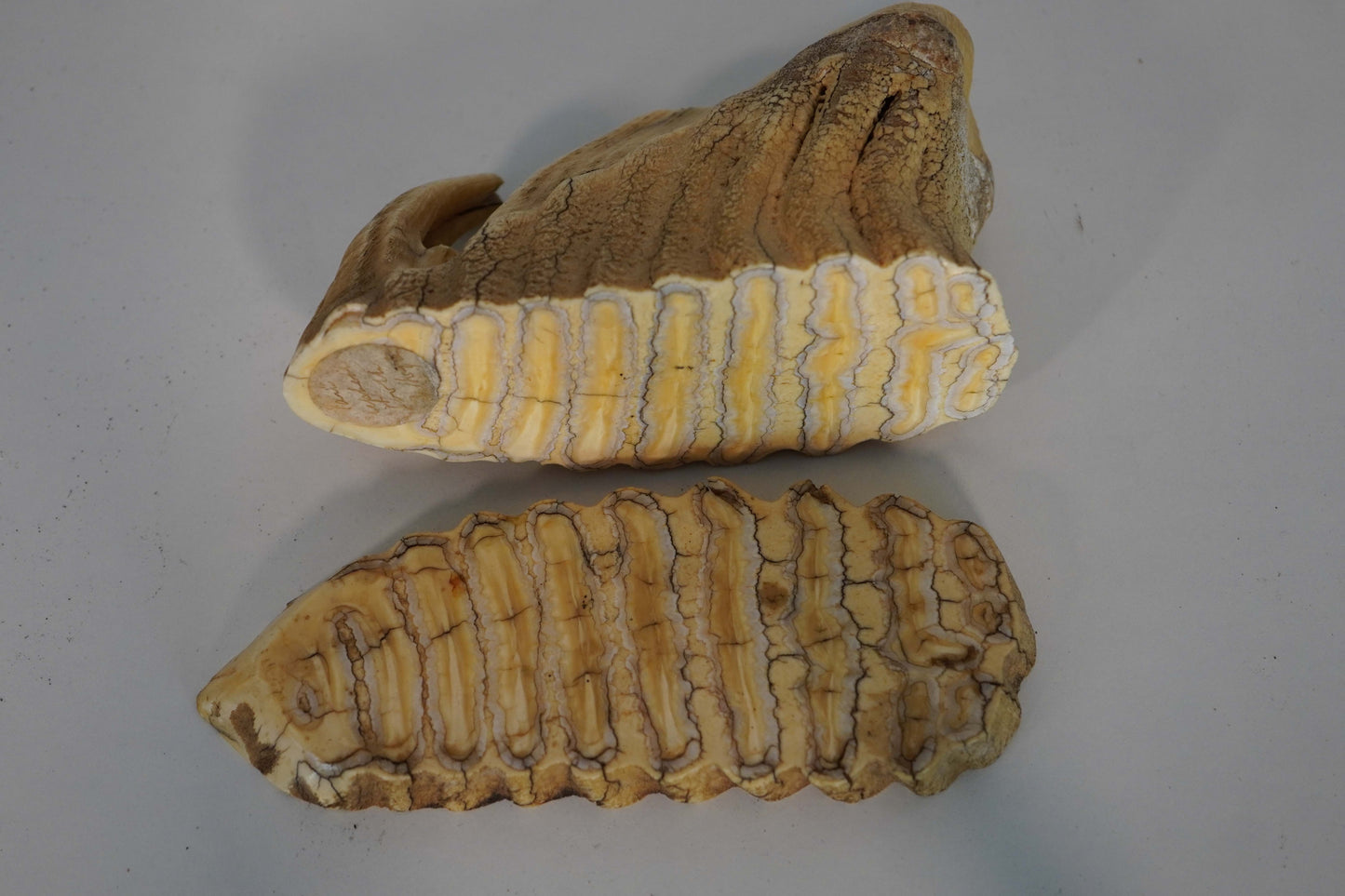 Authentic Woolly Mammoth Molar Tooth with Natural Cavity - Unique Fossil Specimen