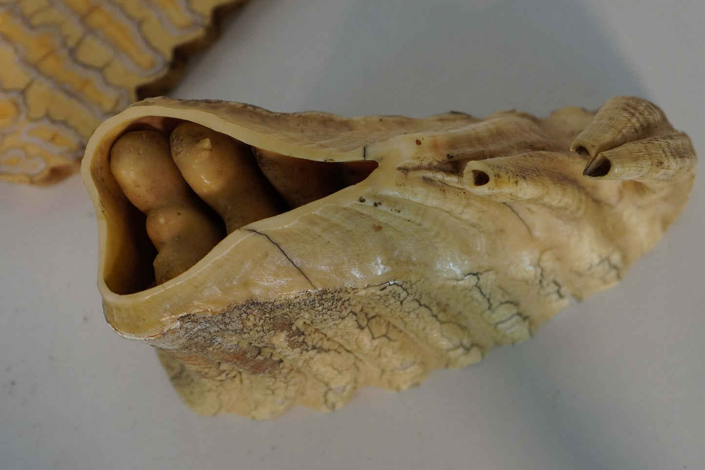 Authentic Woolly Mammoth Molar Tooth with Natural Cavity - Unique Fossil Specimen